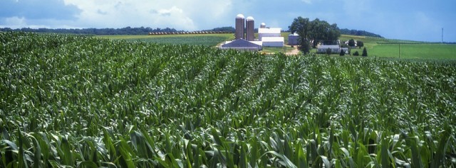 corn-fields